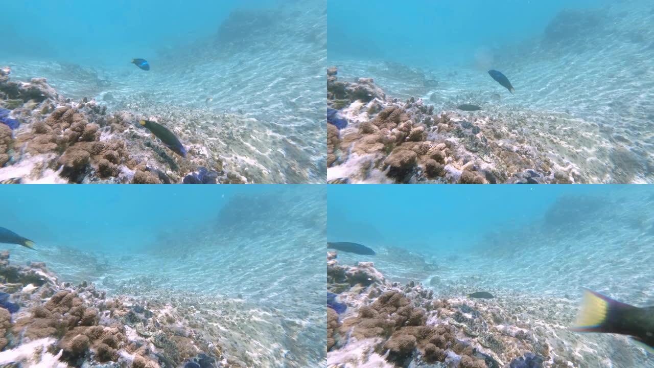 新喀里多尼亚松树岛上天然泳池泻湖的水下镜头。游客在清澈的蓝色水中浮潜。法语中称为 “自然鱼”。