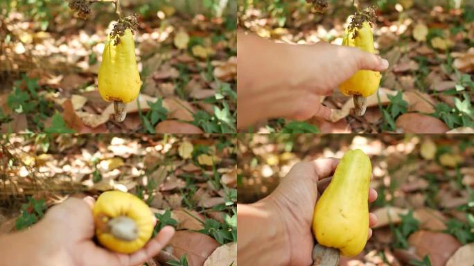 手工收获大黄腰果和树上的坚果