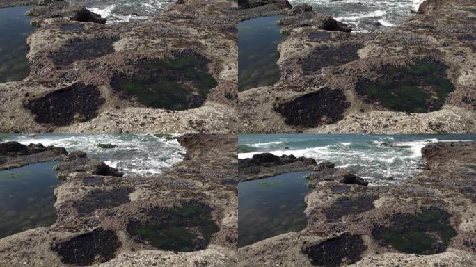 植物海滩潮汐池变焦4K UHD