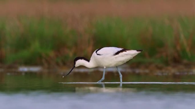 Pied鳄梨-Recurvirostra avosetta-水鸟鳄梨在湖中觅食。黑白涉水鸟以其细长的