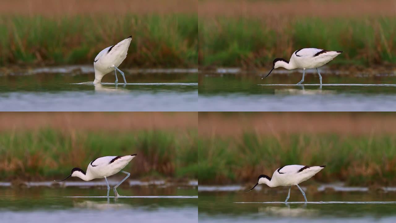 Pied鳄梨-Recurvirostra avosetta-水鸟鳄梨在湖中觅食。黑白涉水鸟以其细长的