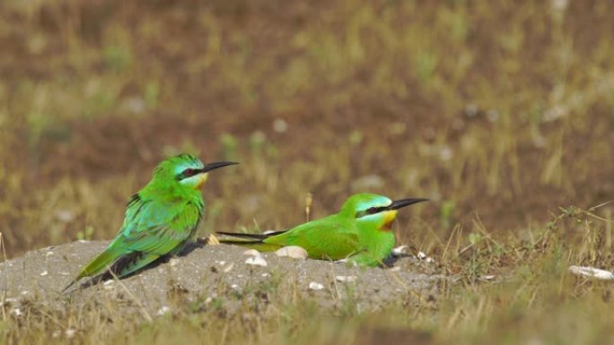 蓝颊食蜂群 (Merops persicus) -阿塞拜疆