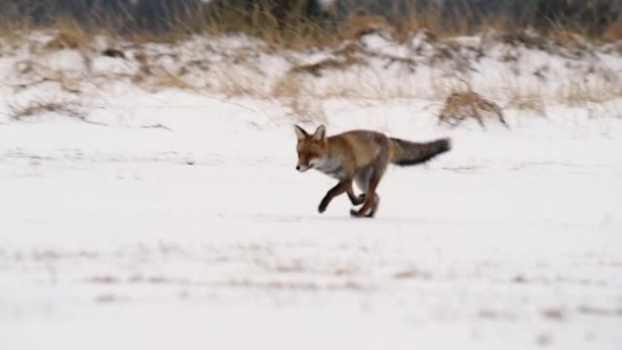 可爱的年轻红狐狸 (Vulpes Vulpes) 在日出时被雪覆盖的草地上奔跑