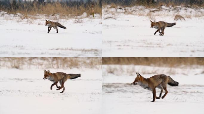 可爱的年轻红狐狸 (Vulpes Vulpes) 在日出时被雪覆盖的草地上奔跑