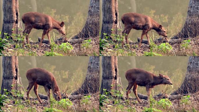 水鹿吃树叶在森林里觅食