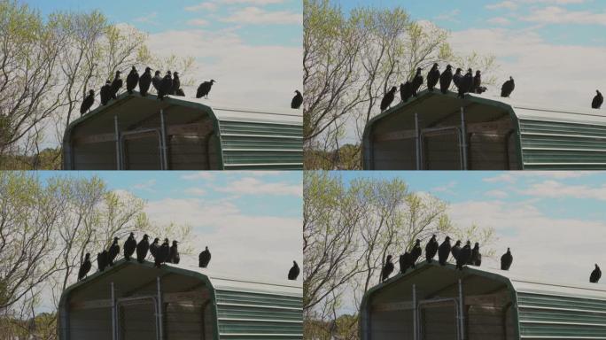 一群Coragyps Atratus黑色秃鹰坐在屋顶上