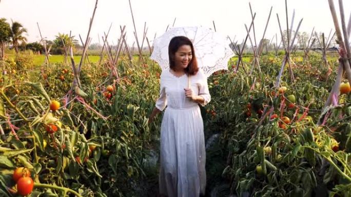 亚洲妇女走过有机西红柿在花园里种植蔬菜