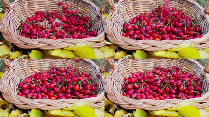 新鲜收获的玫瑰果放在木制针织篮子里，周围是黄色的秋叶。