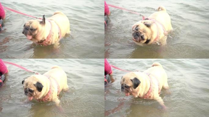 可爱的哈巴狗在海边玩耍时摇头的慢动作。