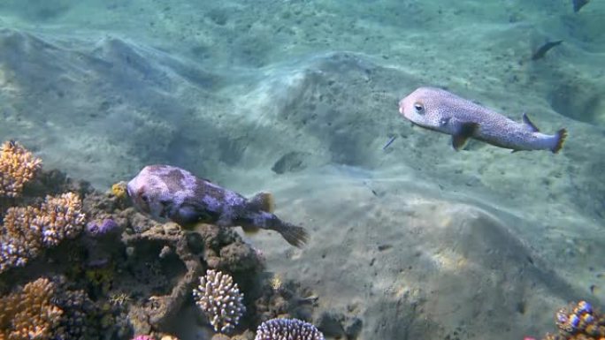 动物在红海美丽的珊瑚礁上的两只斑鳍海豚 (Diodon hystrix) 交配仪式-Marsa Al