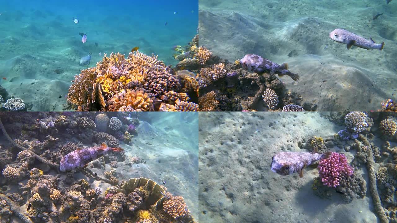 动物在红海美丽的珊瑚礁上的两只斑鳍海豚 (Diodon hystrix) 交配仪式-Marsa Al