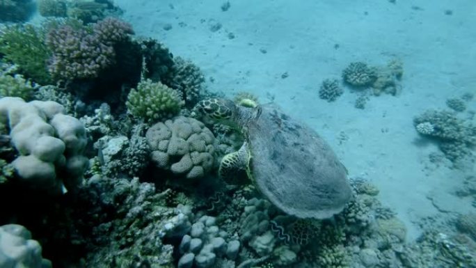 慢动作，海龟在水面下缓慢游动在顶部珊瑚礁附近。玳瑁或Bissa (Eretmochelys imbr