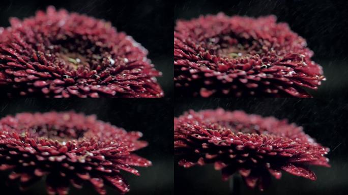 近距离观看红色菊花，花瓣上有闪亮的水滴