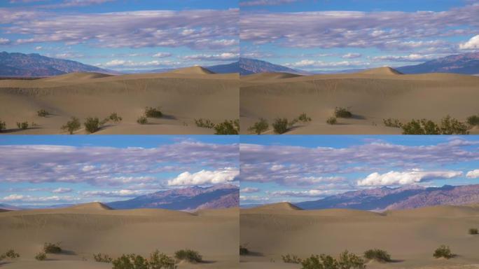 晴天豆科灌木平坦的沙丘。死亡谷国家公园。美国加利福尼亚州