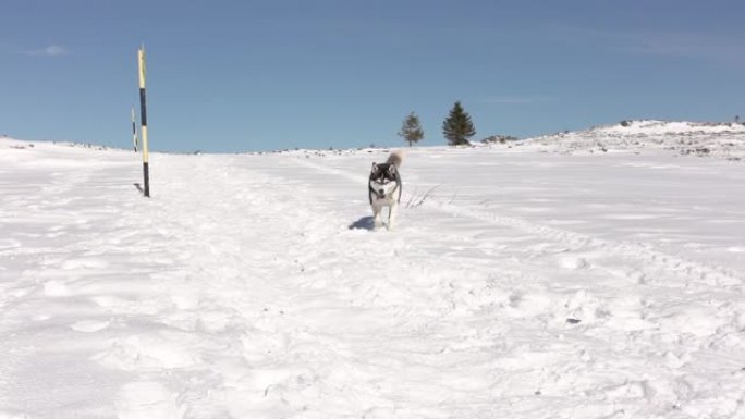 充满活力的西伯利亚哈士奇在新鲜的雪中在山坡上奔跑