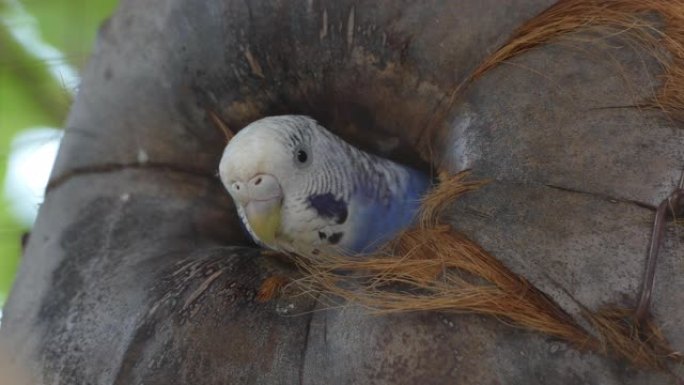 蓝色的鹦鹉被当作宠物关在一个大笼子里