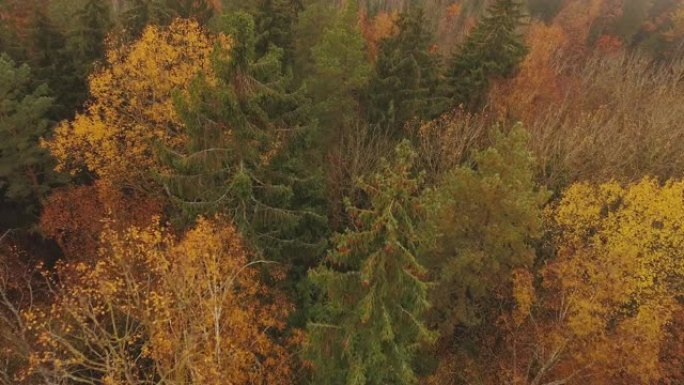 鸟瞰图。秋天的落叶林正上方。