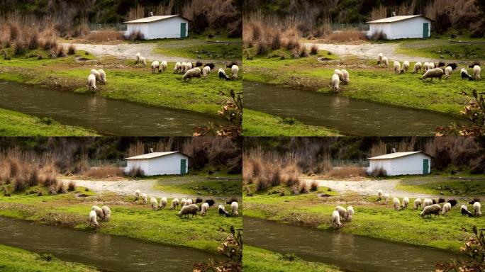 哺乳动物绵羊和河流