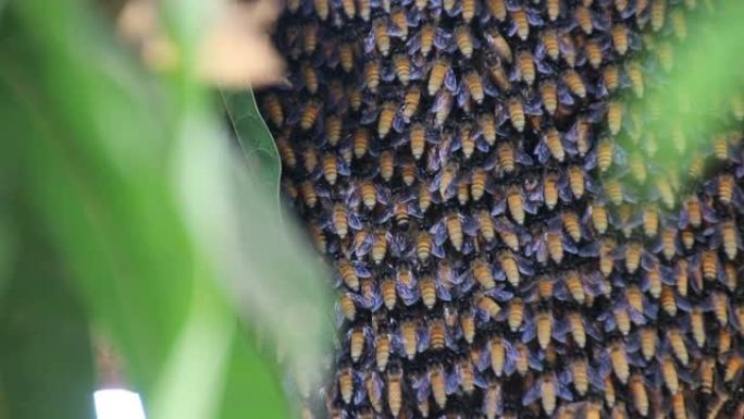 一群蜜蜂用芒果树枝筑巢。