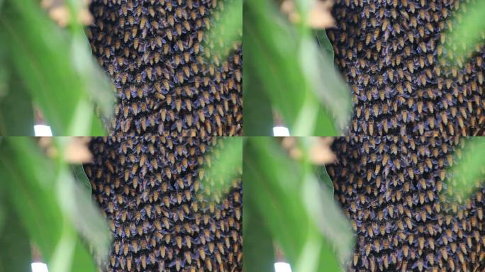 一群蜜蜂用芒果树枝筑巢。
