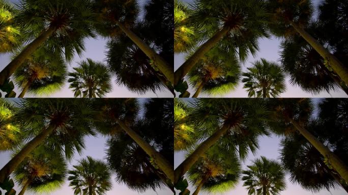 黎明时分，棕榈树上的鸟在推特上