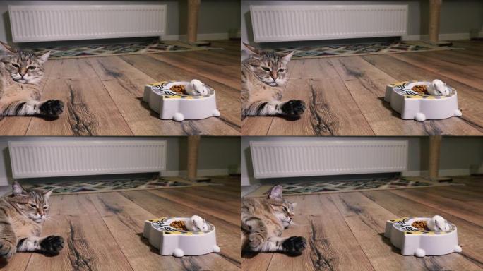 猫粮。猫看着仓鼠爬进的装有猫食的盘子。