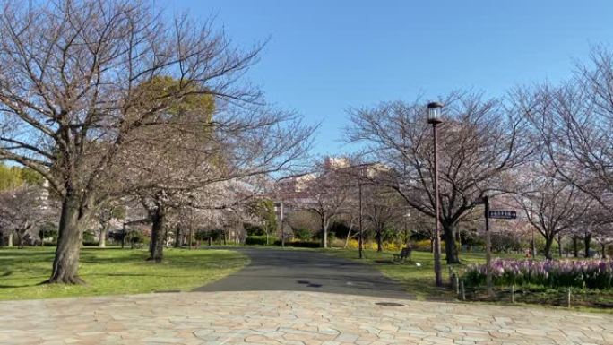 小岛小松川公园樱花，日本东京