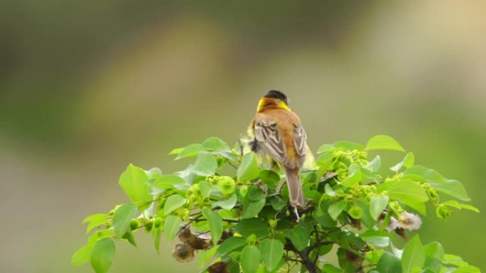 黑头猎头 (Emberiza melanocephala) -阿塞拜疆