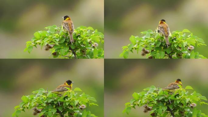 黑头猎头 (Emberiza melanocephala) -阿塞拜疆