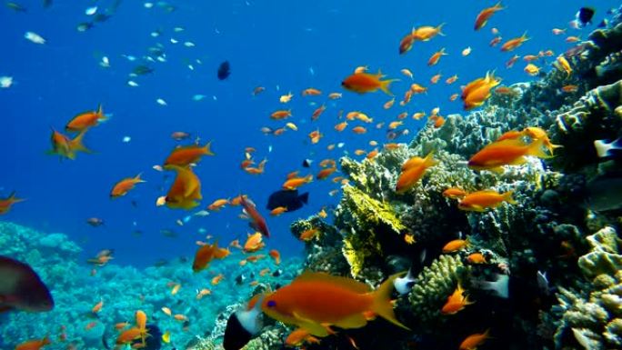 海洋中的生活。热带鱼和珊瑚礁。美丽的珊瑚。