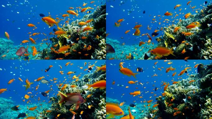 海洋中的生活。热带鱼和珊瑚礁。美丽的珊瑚。