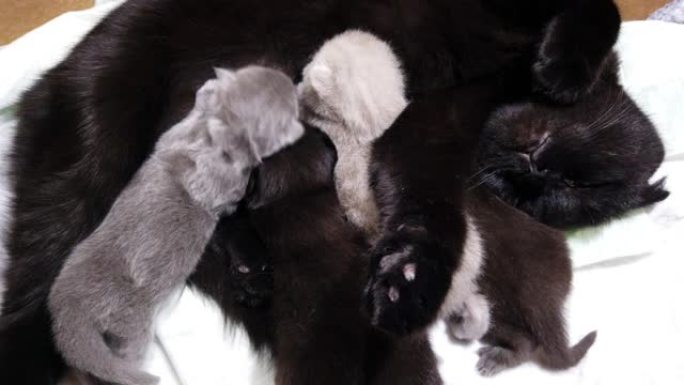 新生儿小猫与疲倦的母亲睡觉和哺乳-奶子打架