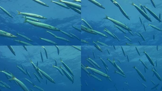 大型梭子鱼在蓝色的水面下缓慢游动。低角度镜头，特写
