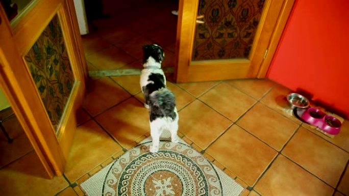 快乐的黑白狗在等待客人时在门前扭动尾巴