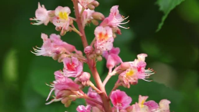美丽的粉红色栗子开花，晴天，微风轻拂。春季背景。慢动作视频，动态场景