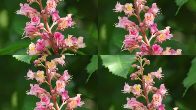 美丽的粉红色栗子开花，晴天，微风轻拂。春季背景。慢动作视频，动态场景