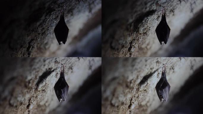 关闭被翅膀覆盖的小型睡眠马蹄蝙蝠，在冬眠时倒挂在寒冷的天然岩石洞穴顶部。创意野生动物