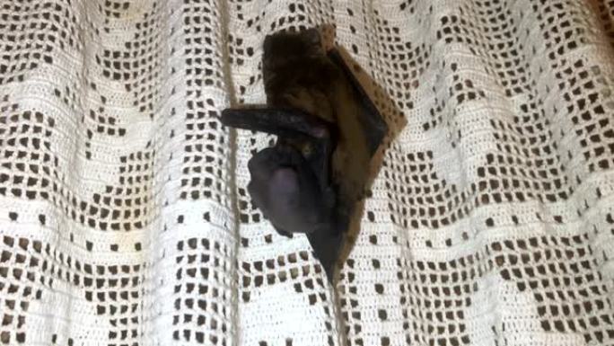 蝙蝠，幼崽爬上窗帘