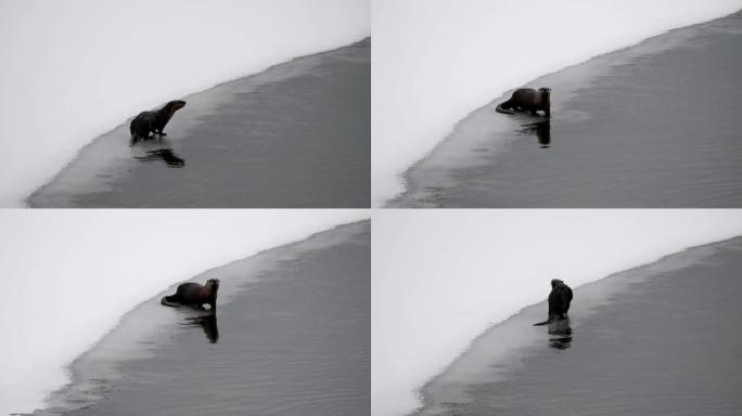 北美水獭雪地北美水獭动物喝水