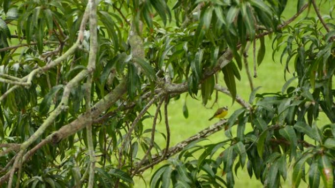 小黄鸟在树上跳来跳去，而另一只站在后面