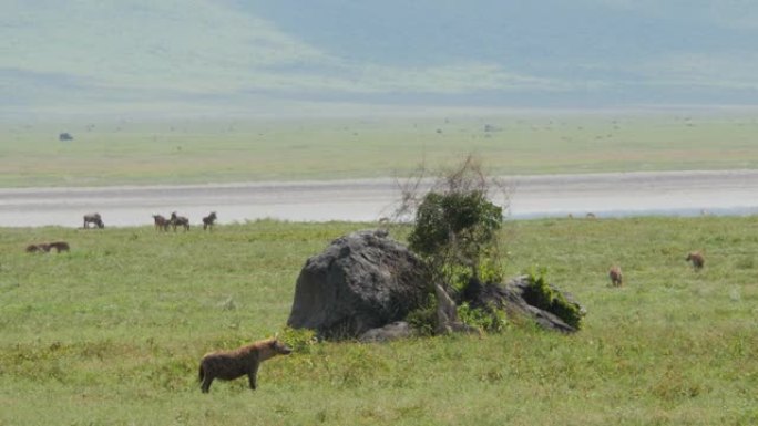 鬣狗在坦桑尼亚恩戈罗恩戈罗火山口行走和寻找猎物