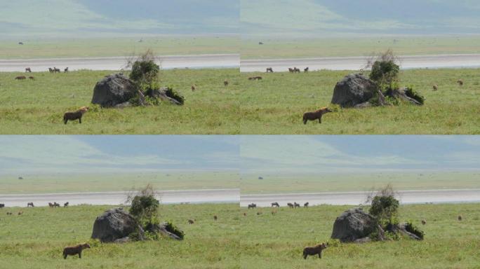 鬣狗在坦桑尼亚恩戈罗恩戈罗火山口行走和寻找猎物