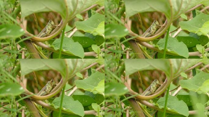 草蜢在植物中用手臂摩擦头部的宏观特写