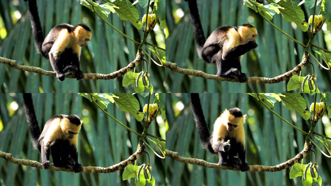 喂养野生卷尾猴: 哥斯达黎加