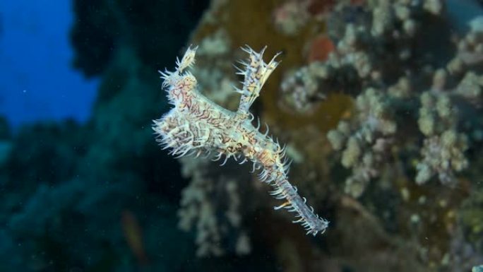 慢动作，鬼pipe鱼在背景上的珊瑚礁附近缓慢游动。华丽的鬼管鱼或丑角鬼管鱼 (Solenostomu