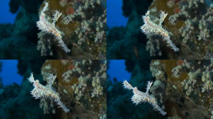 慢动作，鬼pipe鱼在背景上的珊瑚礁附近缓慢游动。华丽的鬼管鱼或丑角鬼管鱼 (Solenostomu