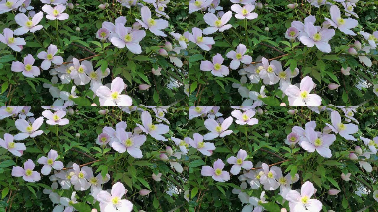 Flowering铁线莲 (蒙大拿铁线莲)