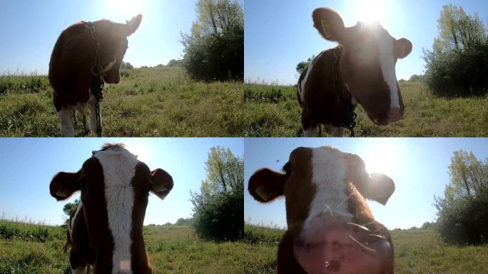 有趣的小牛驱赶苍蝇，伸手去拿相机