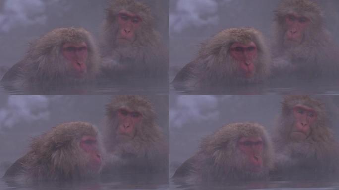 日本长野长野的日本猕猴或雪日本猴子与温泉在雪猴公园或地高谷Yaen-Koen在冬季，日本股票视频