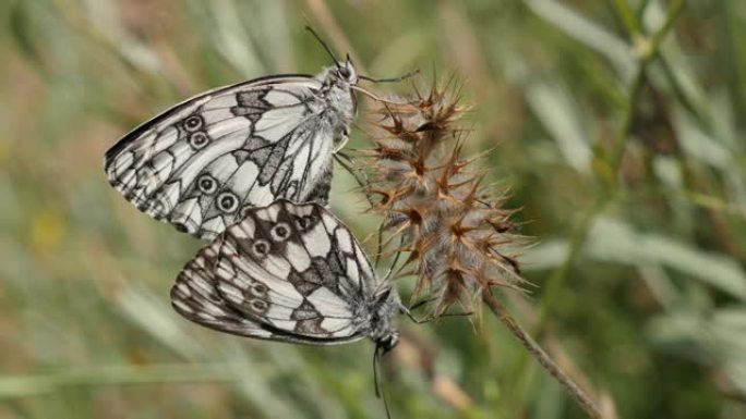 Melanargia galathea蝴蝶在自然中消光特写4K